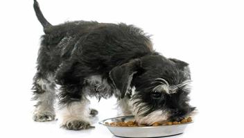 are carrots good for a miniature schnauzer