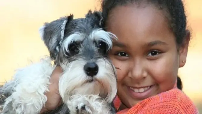 Schnauzers And Toddler Interactions