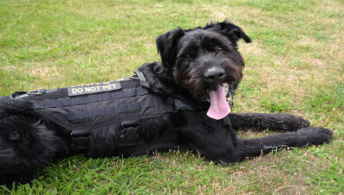 Schnauzers As A Working Dog