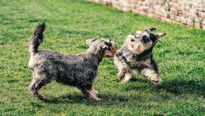 Schnauzers Can Be Aggressive With Other Dogs.