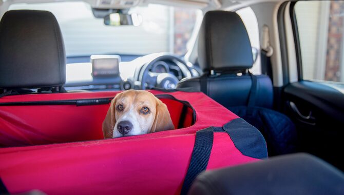 Set Up Some Basic Rules For The Puppy While In The Car