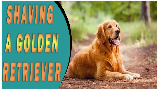 Shaving A Golden Retriever