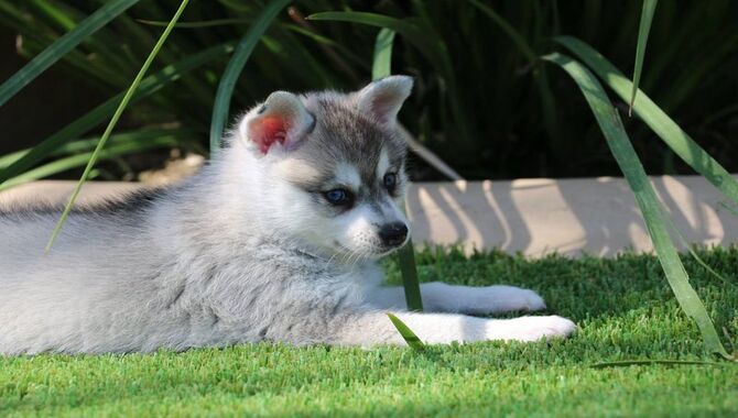 Shedding And Grooming Teacup Huskies