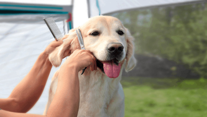 Should I Shave My Golden Retriever's Fur