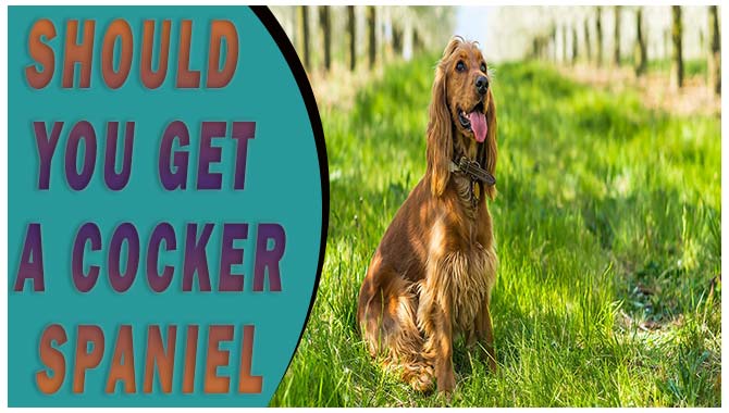 Should You Get A Cocker Spaniel