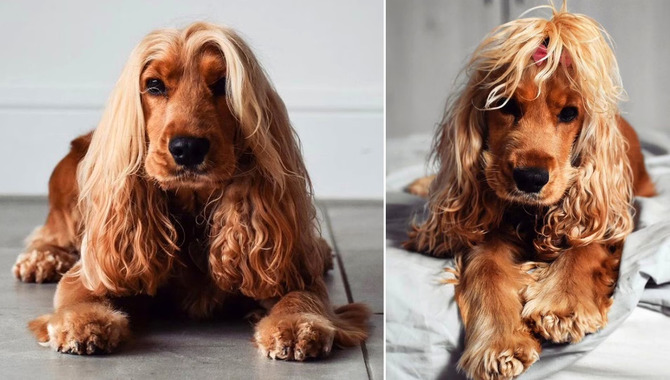 Showing A Cocker Spaniel