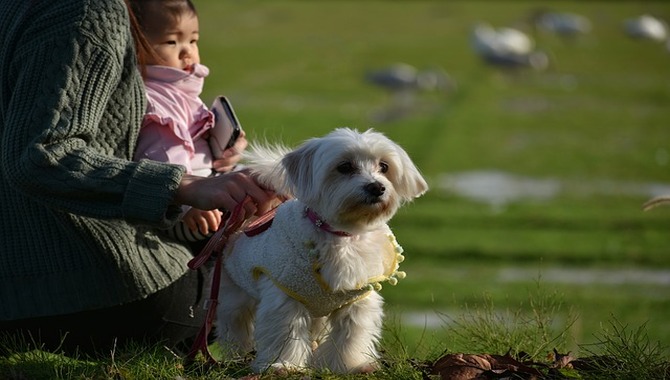 Signs Miniature Schnauzer Is Jealous Of Babies