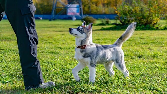 Size Range For Teacup Huskies