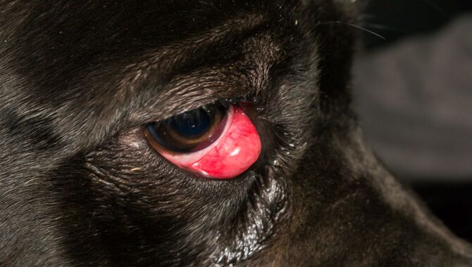 Solutions To Cocker Spaniels Cherry Eye