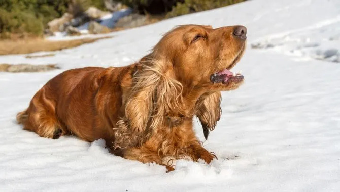 Solutions To Stop Cocker Spaniels From Barking