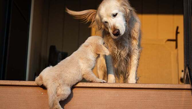 Some Details On Why Stairs Are Bad For Golden Retrievers