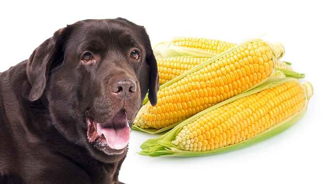 Some Tips For Treating Corn Cob Poisoning In Dogs