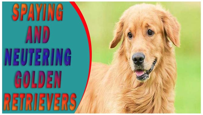 Spaying And Neutering Golden Retrievers