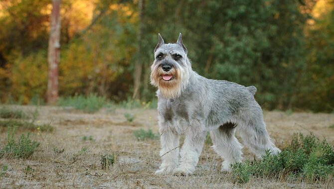 Standard Schnauzer