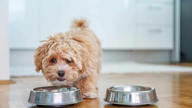 Start Feeding Your Dog In Individual Bowls