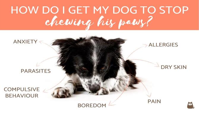 Stop Dogs Chewing Their Paws