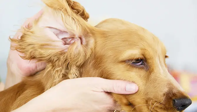 Take A Close Look At Your Dog's Ears
