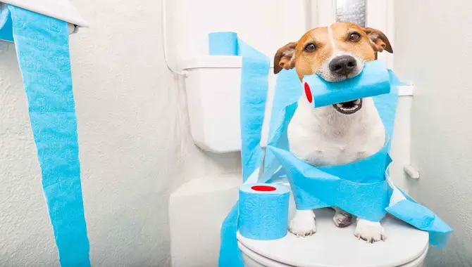 Teaching Your Dog To Use The Toilet