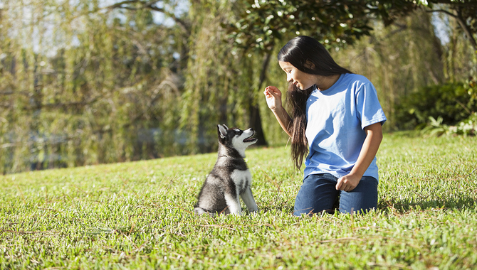 Teaching Your Husky Puppy Basic Commands