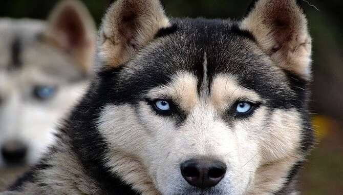 The 10 Best Things Smart Are Huskies