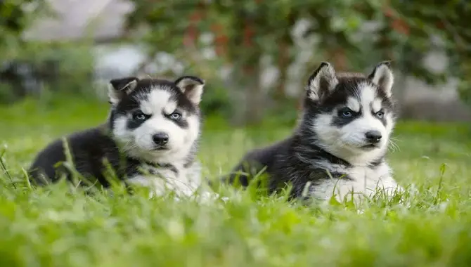 The 6 Easy Steps To Train A Husky Puppy