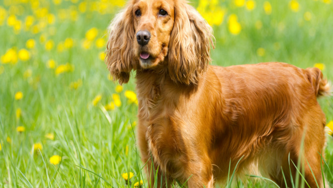 The Advantages And Disadvantages Of Living Outside With A Cocker Spaniels