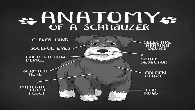 The Anatomy Of A Schnauzer
