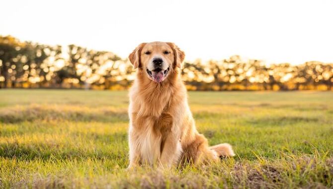 The Average Cost Of A Golden Retriever Puppy