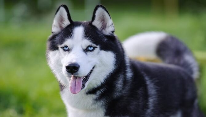 The Average Cost Of A Husky Puppy
