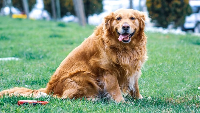 The Average Lifespan Of A Golden Retriever