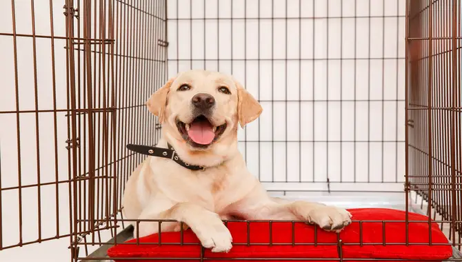 The Benefits Of Crate Training A Golden Retriever Puppy