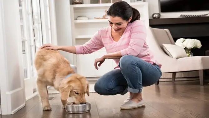 The Benefits Of Stopping Hand-Feeding Your Dog