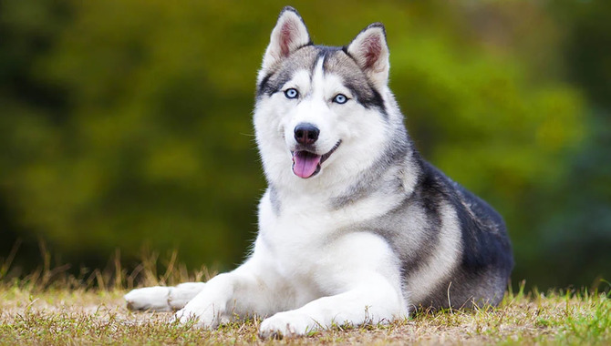 The Best Ways To Cool Down A Husky In A Hurry