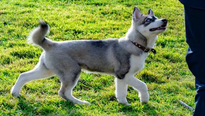 The Cost Of A Much Is A Miniature Husky And All About To Know