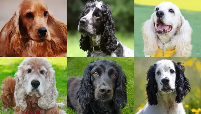 The Different Types Of Cocker Spaniels