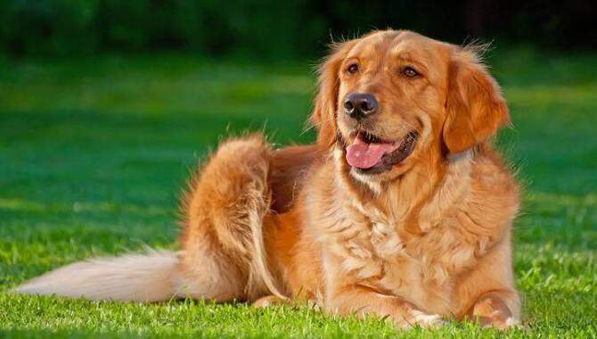 The Golden Retriever's Laying Behavior