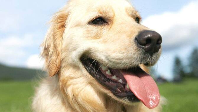 The Golden Retriever's Panting Response