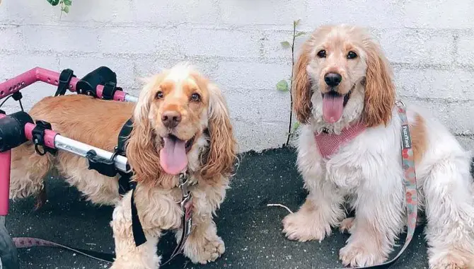 The Health Of The Cocker Spaniel