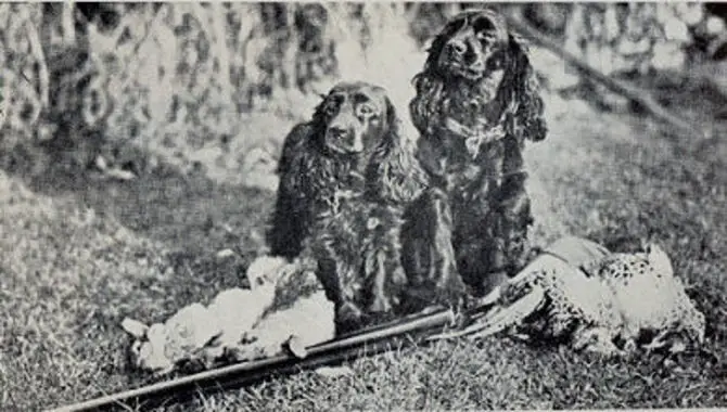 The History Of The Cocker Spaniel