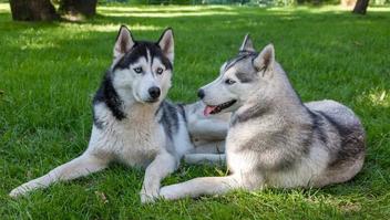 how big will a female husky get