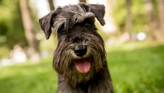 The Miniature Schnauzer Dog Breed Is Clever
