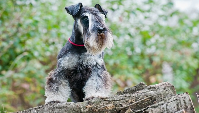 The Miniature Schnauzer Is Confident