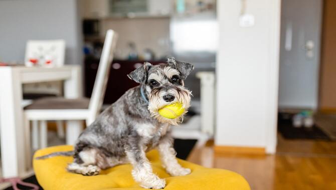 The Miniature Schnauzer Is Friendly