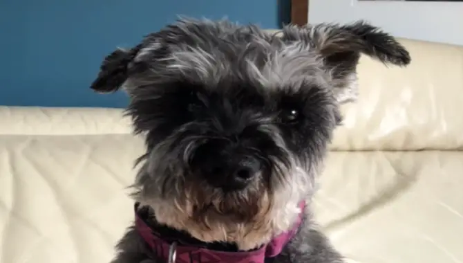 The Miniature Schnauzer Likes To Be A Comedian.