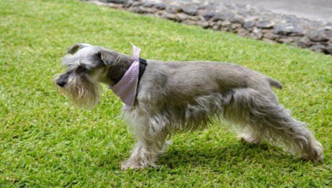 The Miniature Schnauzer Needs Regular Grooming