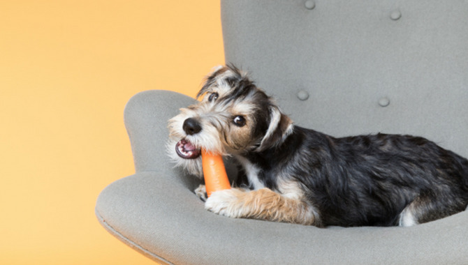 are carrots good for a standard schnauzer