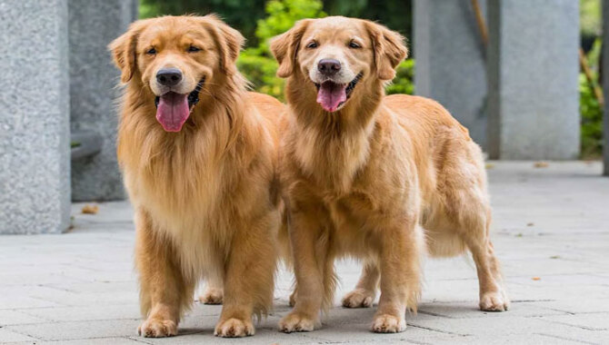 The Perfect Age When Golden Retrievers Go Into Heat