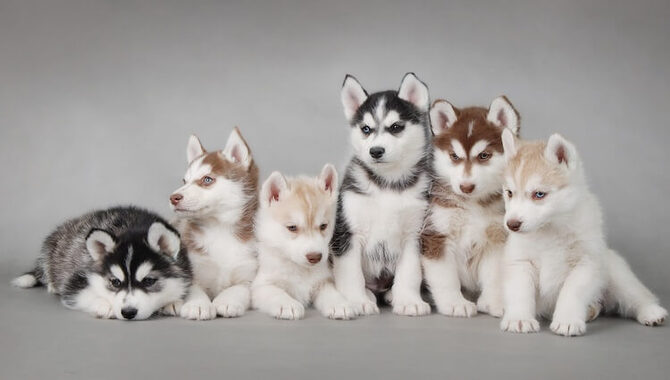 The Price Range Of Teacup Huskies