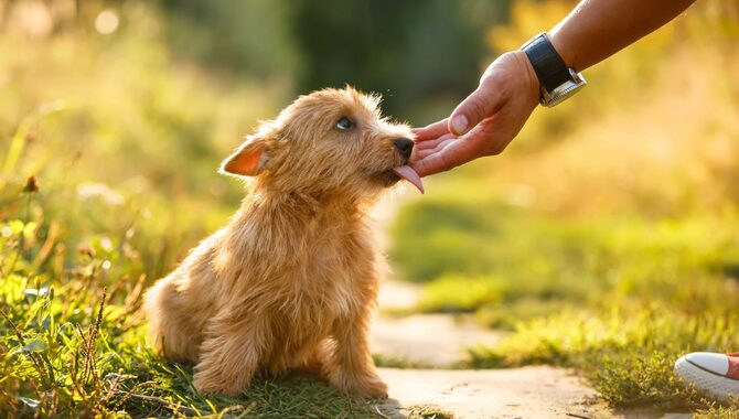 The Psychology Behind Why Dogs Lick You When You Accidentally Hurt Them