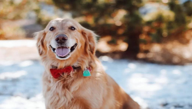 The Real Fact About Golden Retriever's Smell